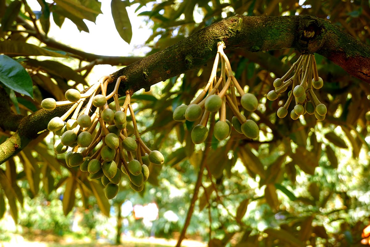 economic-business-thai-quality-durian-SPACEBAR-Photo01.jpg