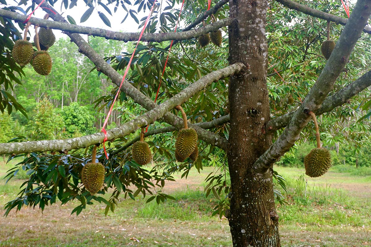 economic-business-thai-quality-durian-SPACEBAR-Photo02.jpg