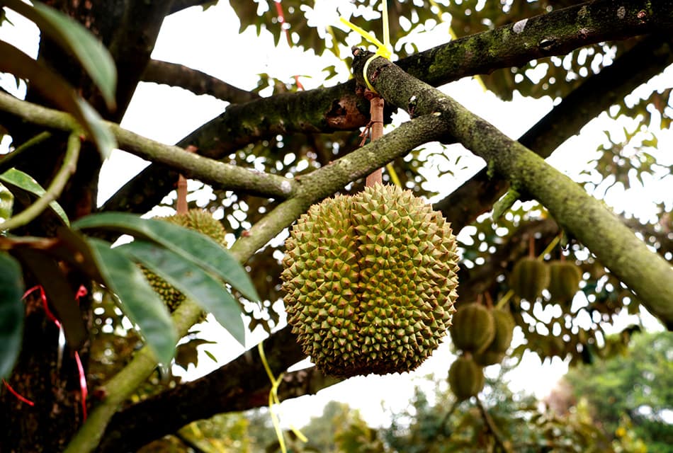 คุมเข้มคุณภาพทุเรียน ยกระดับมาตรฐานส่งออก สร้างความเชื่อมั่นตลาดโลก