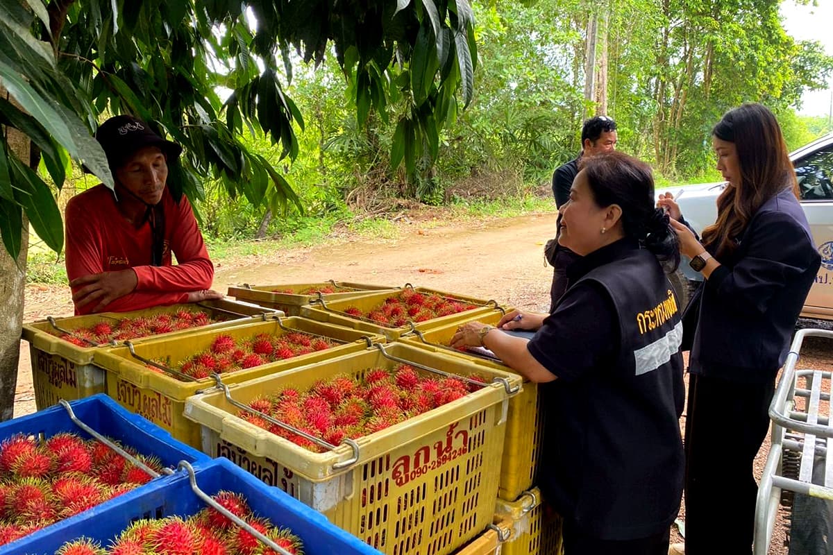 economic-business-thai-rambutan-prices-farmers-SPACEBAR-Photo01.jpg