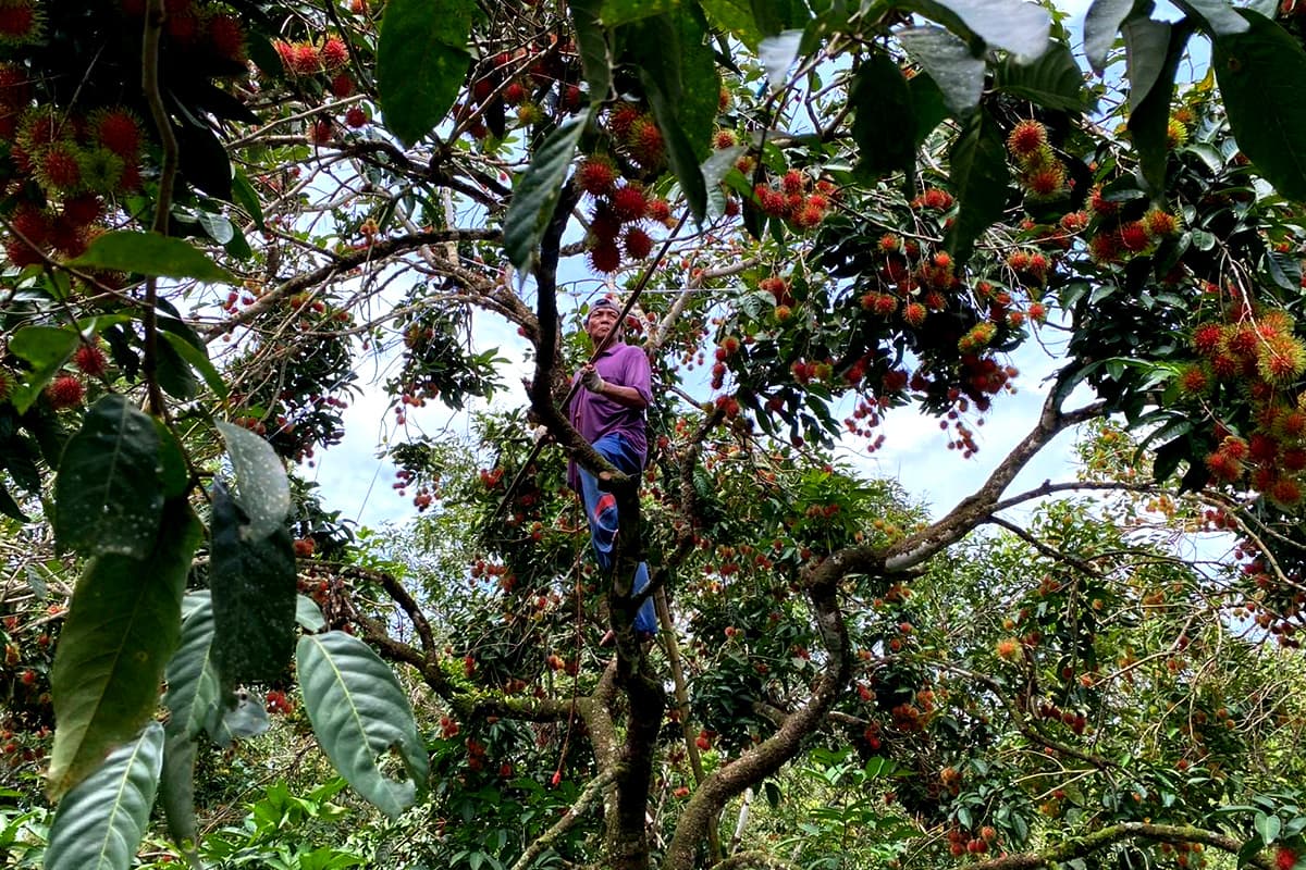 economic-business-thai-rambutan-prices-farmers-SPACEBAR-Photo02.jpg