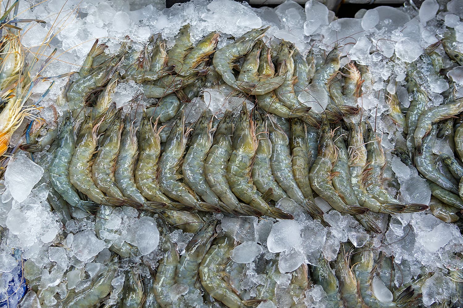 ดันอุตฯ แปรรูปกุ้งไทย เป็นวาระแห่งชาติ หวังผลิกฟื้นเป็นเสาหลักของศก.