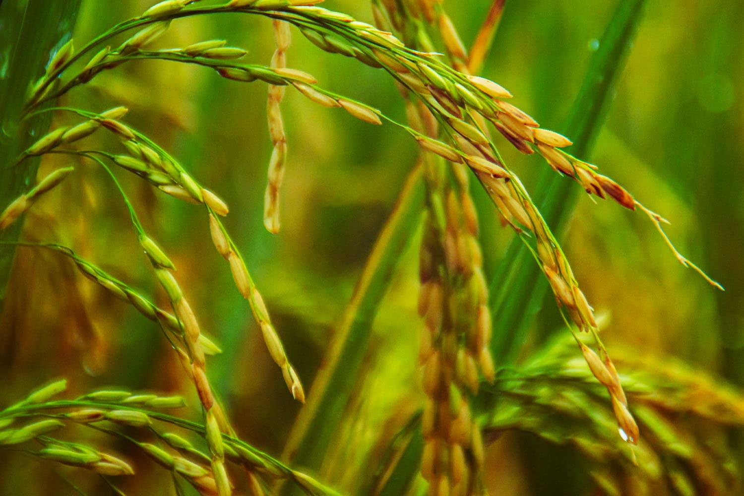 ข้าวไทยราคาฟื้น ชาวนาศรีสะเกษยิ้มทั้งจังหวัด