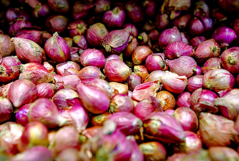 โก โฮลเซลล์ รับซื้อหอม จับมือพาณิชย์ ช่วยเกษตรกรศรีสะเกษ