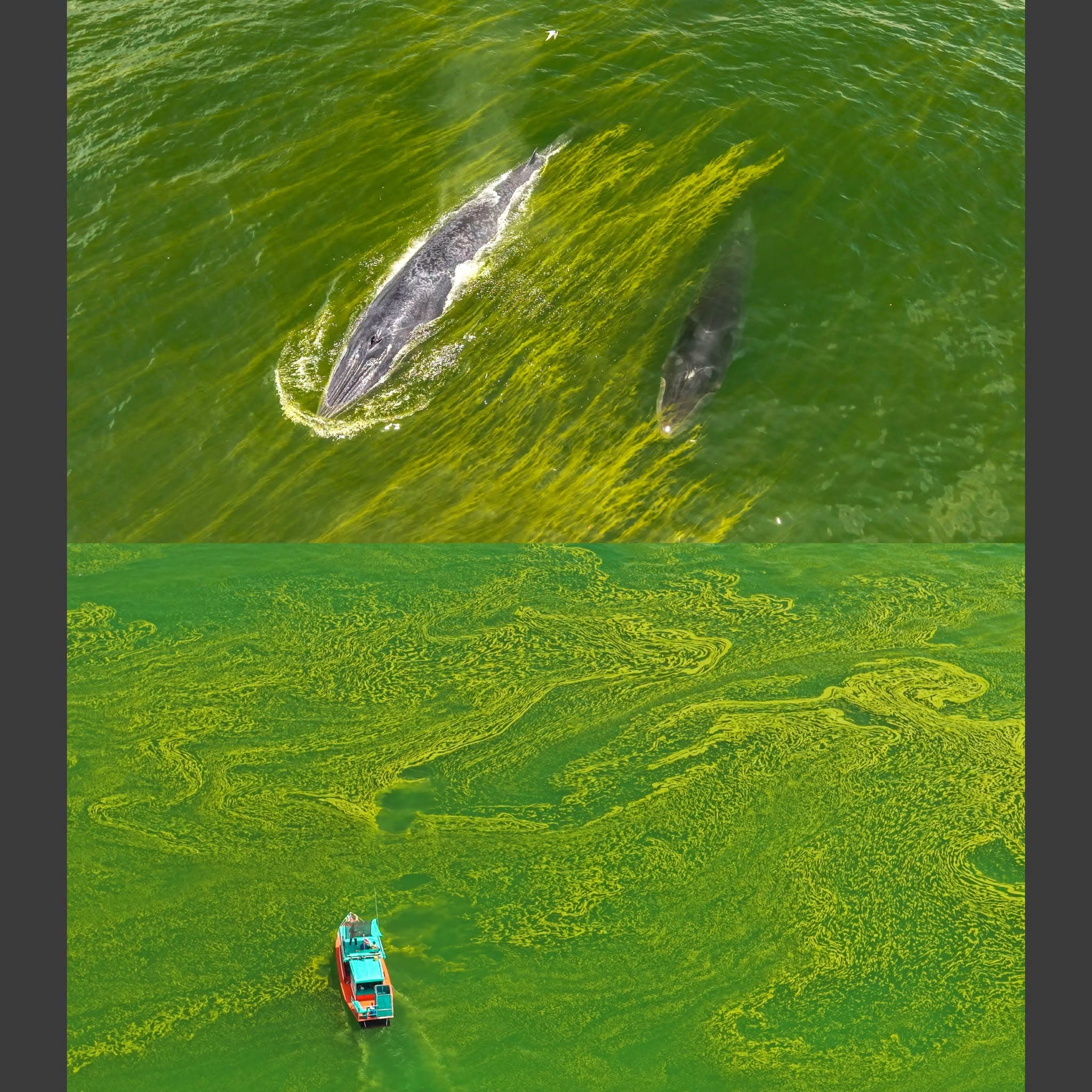green-space-bangsaen-sea-color-change-plankton-bloom-5.jpeg