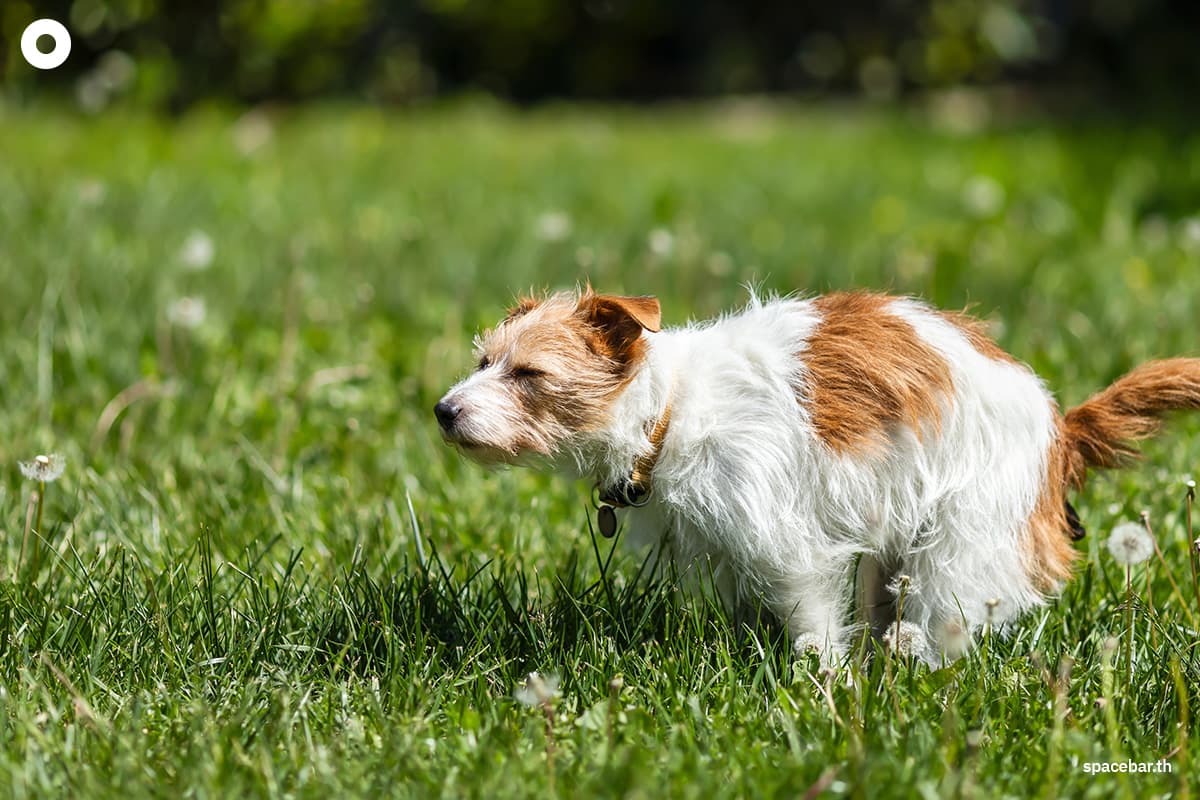 green-space-microplastics-pet-food-contamination-SPACEBAR-Photo02.jpg