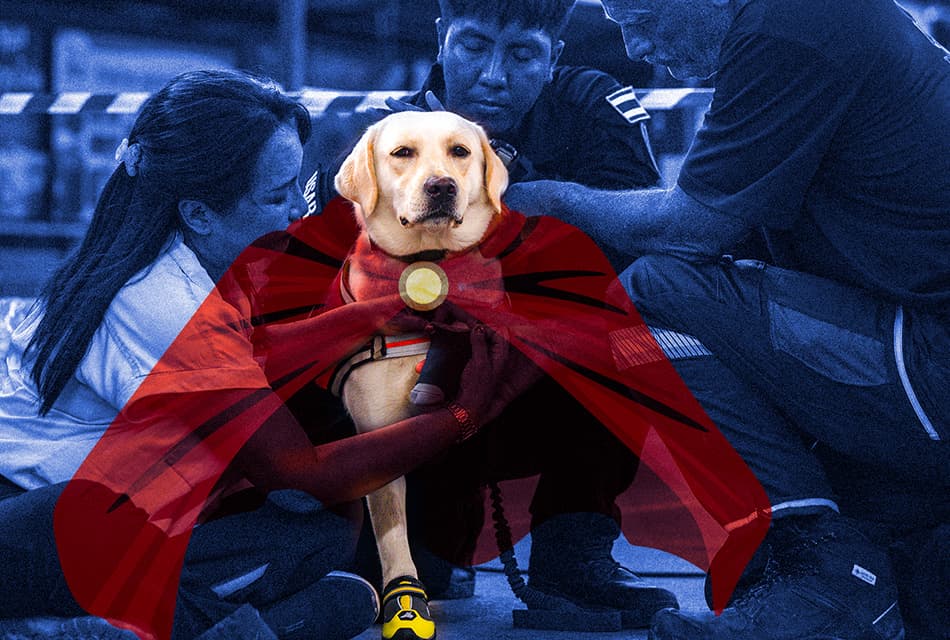 how_k9_train_become_rescue_dog_SPACEBAR_Thumbnail_9727eca501.jpg