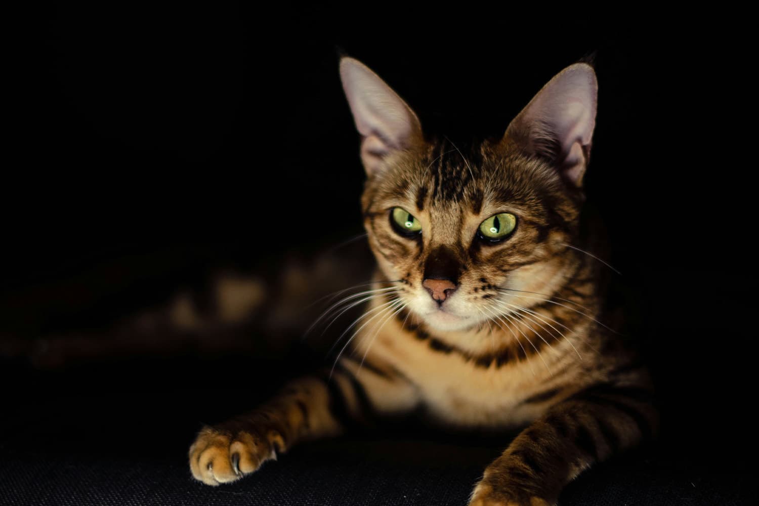 how_your_cat_major_harborer_deadly_diseases_SPACEBAR_Hero_82be8a3767.jpg