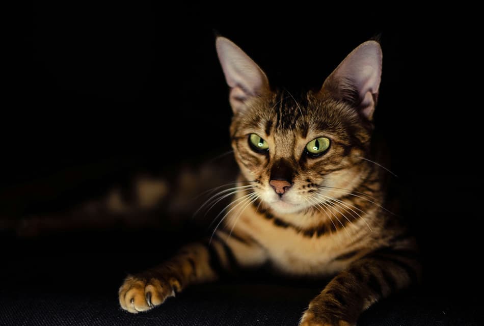 how_your_cat_major_harborer_deadly_diseases_SPACEBAR_Thumbnail_1164d6b060.jpg