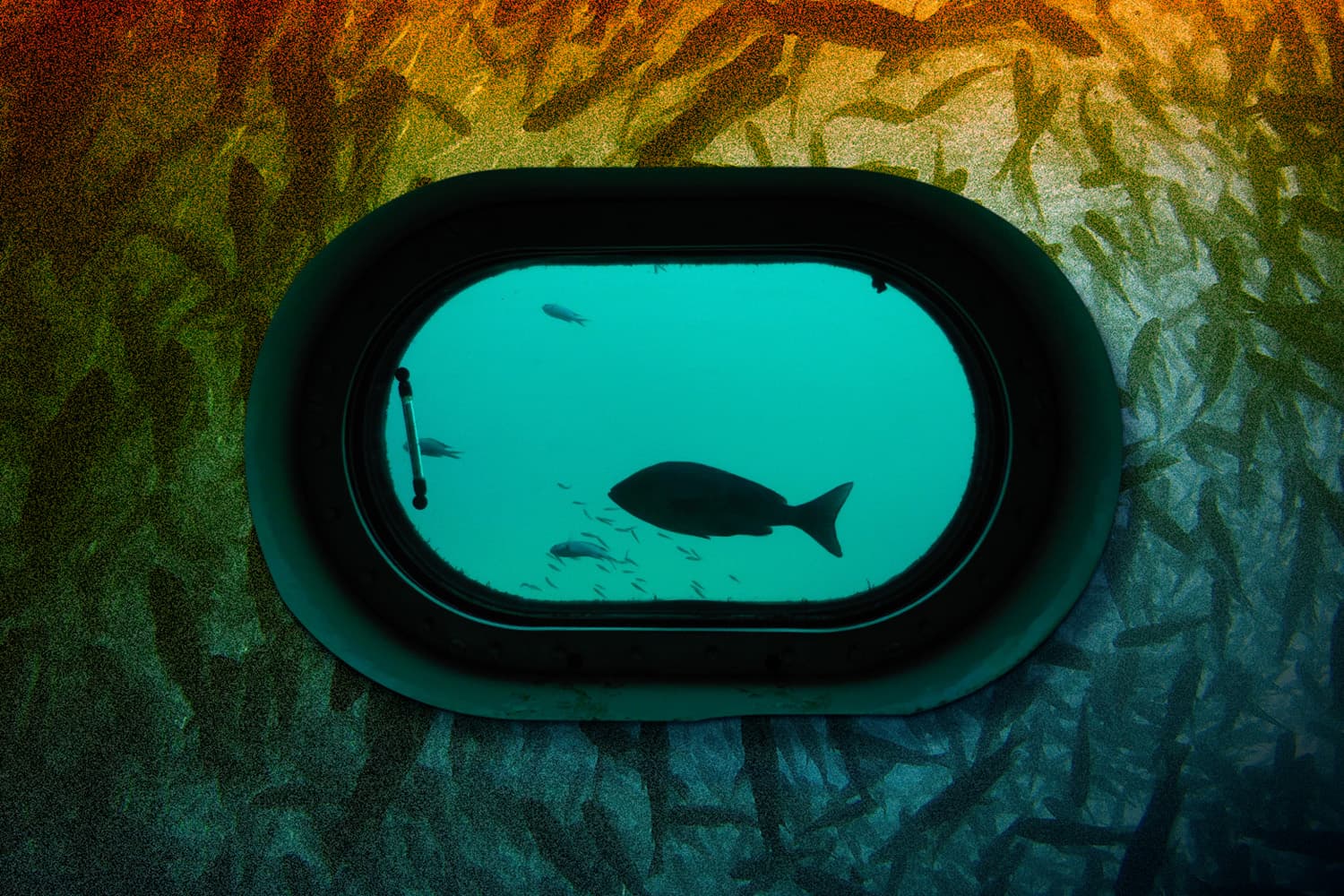 ปลาต่างถิ่น! โจทย์ใหญ่ระบบนิเวศไทย