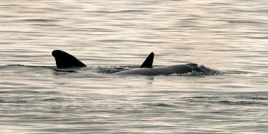 North Atlantic right whales are critically endangered, but US federal efforts to protect the species could devastate the lobster industry in the state of Maine