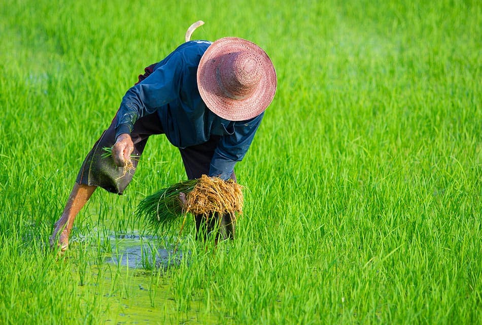 นักวิชาการจี้รัฐเตือนภัย ‘โรคไข้ดิน’ คนอีสาน ฤดูฝนระบาดหนักดับแล้ว 72 ราย