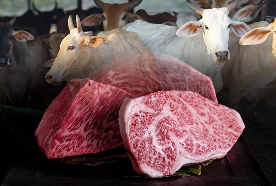 พาณิชย์ชูบทเรียนญี่ปุ่น ยกระดับโคเนื้อไทยสู่ตลาดมูลค่าสูง