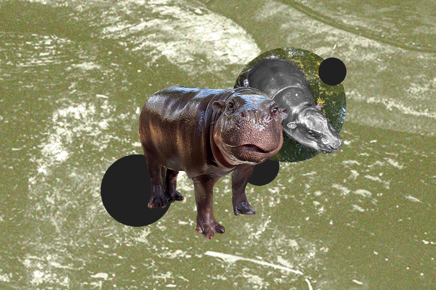 หมูเด้งและการถกเถียงเรื่องสวัสดิภาพสัตว์ มาตรฐานการดูแลของสวนสัตว์ควรอยู่ที่ระดับไหน?