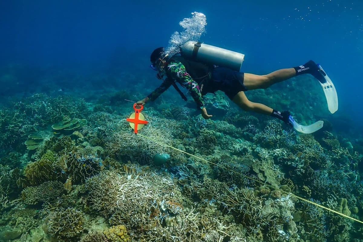 กรมอุทยานแห่งชาติ สัตว์ป่า และพันธุ์พืช สำรวจเบื้องต้นพบปะการังได้รับผลกระทบ 150 ตารางเมตร ปะการังสีน้ำเงินเสียหาย 80%