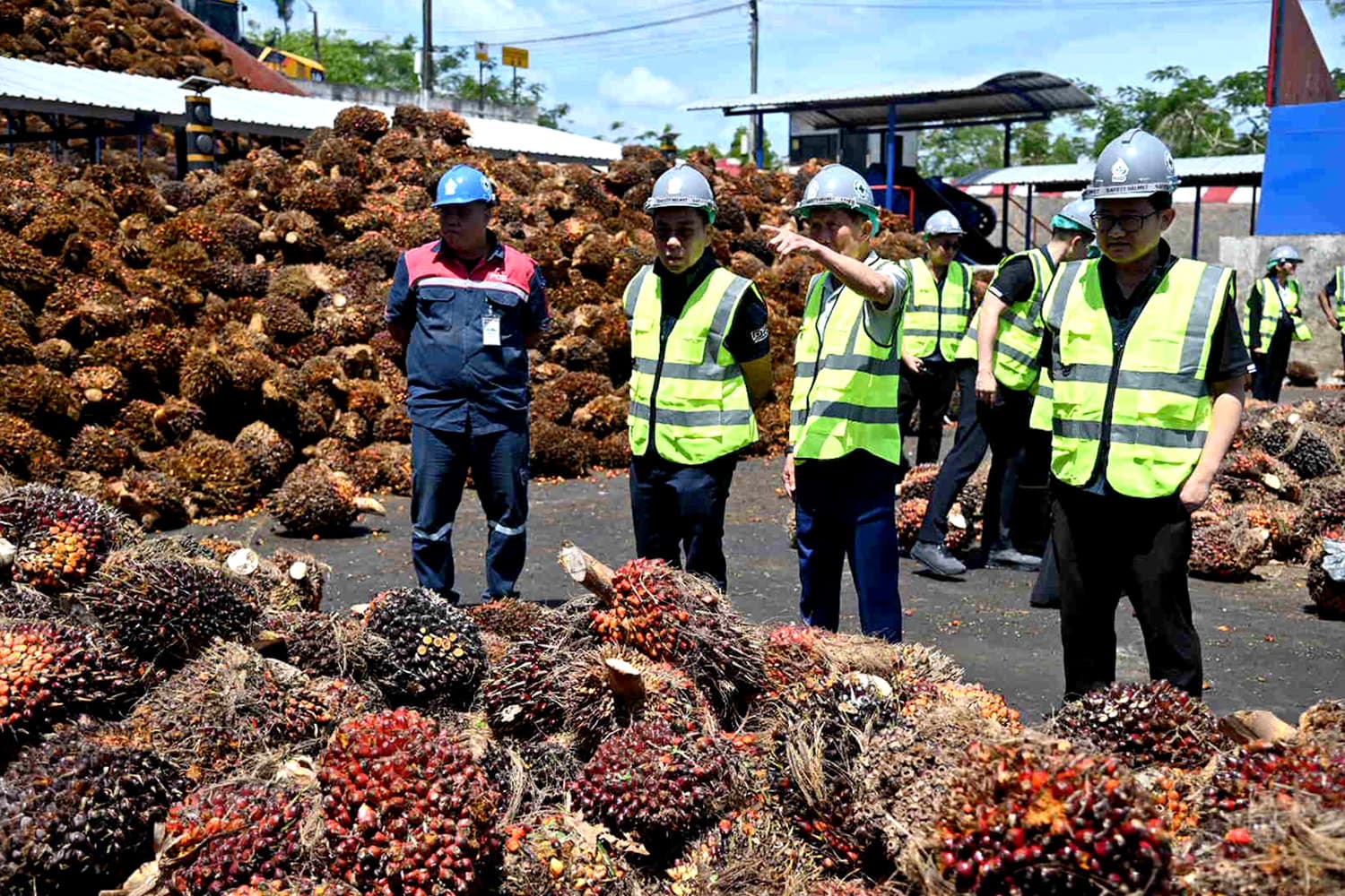 พาณิชย์ลงสุราษฎร์ฯ วางแผนรับซื้อปาล์ม คุมเสถียรภาพราคา