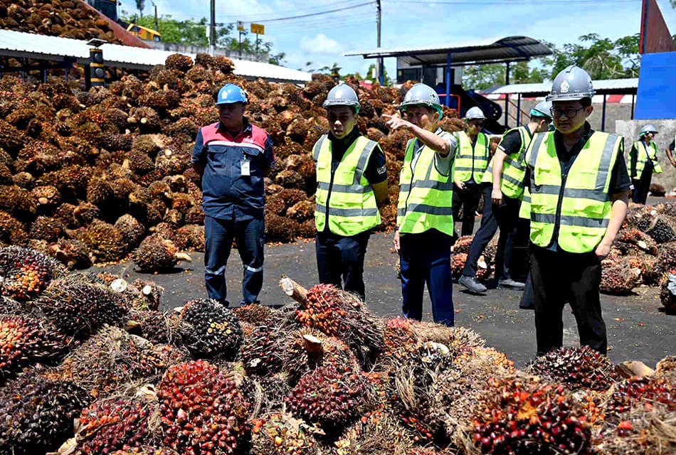 พาณิชย์ลงสุราษฎร์ฯ วางแผนรับซื้อปาล์ม คุมเสถียรภาพราคา