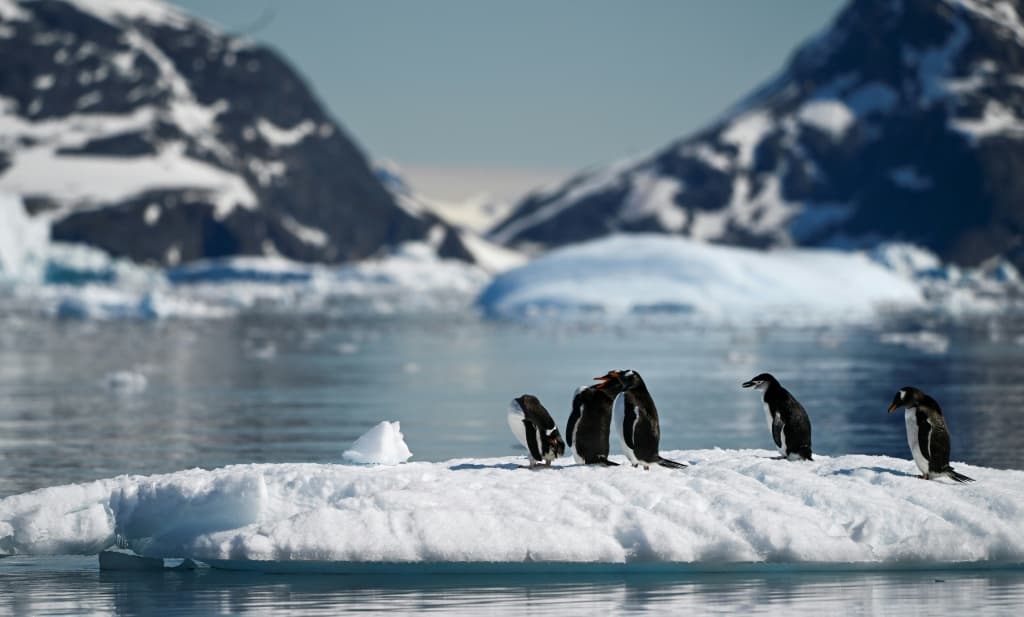 penguins-advance-breeding-season-antarctica-warming-2.jpeg