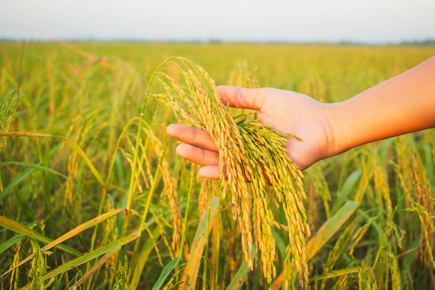 อคส.อัดงบ 560 ล้าน ดูดซับข้าวนาปรัง 1 ล้านตันพยุงราคา