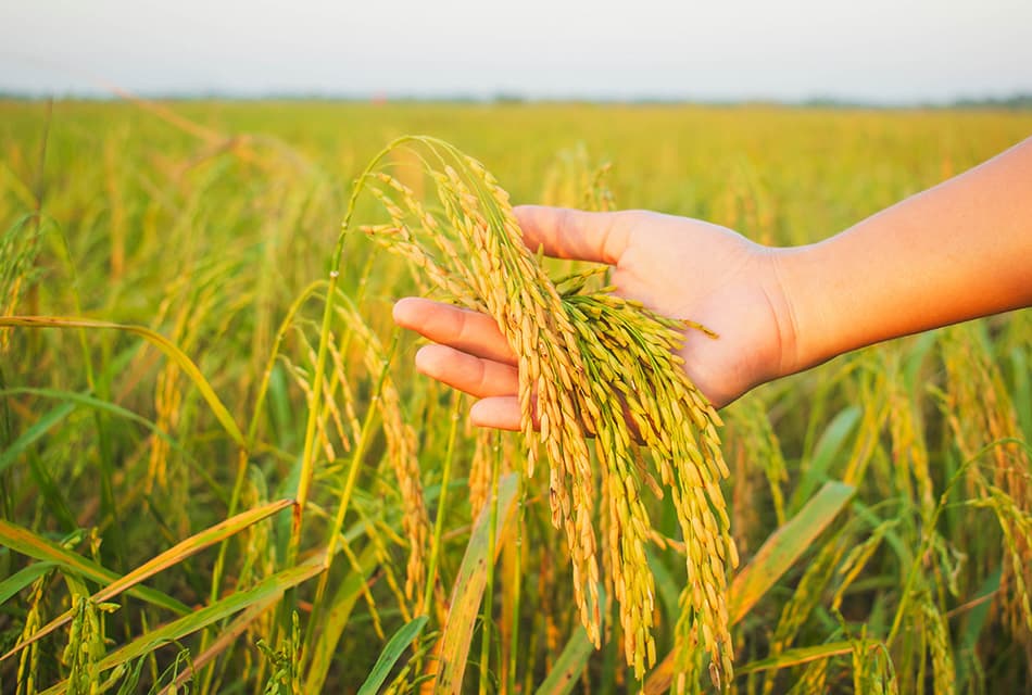 อคส.อัดงบ 560 ล้าน ดูดซับข้าวนาปรัง 1 ล้านตันพยุงราคา