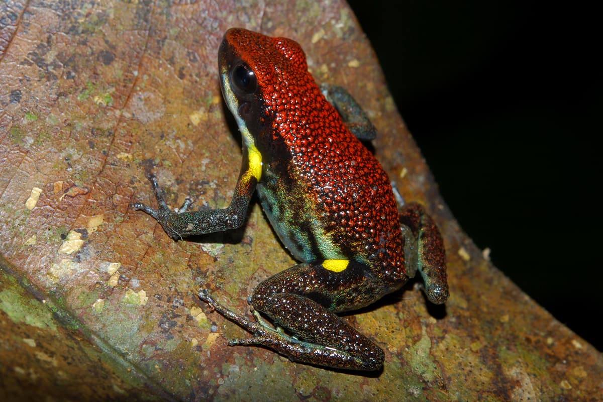 กบลูกศรพิษเอกวาดอร์ Photo by Wikipedia / Geoff Gallice from Gainesville