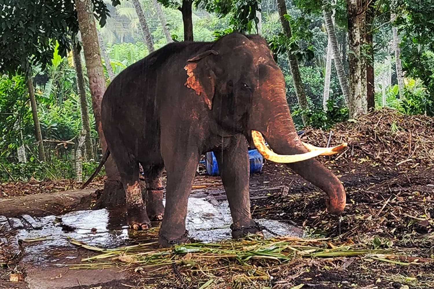 ศรีลังกาตั้งทีมตรวจสุขภาพ ‘ประตูผา-ศรีณรงค์’ ของไทยพิสูจน์ข้อหาทารุณกรรมช้าง