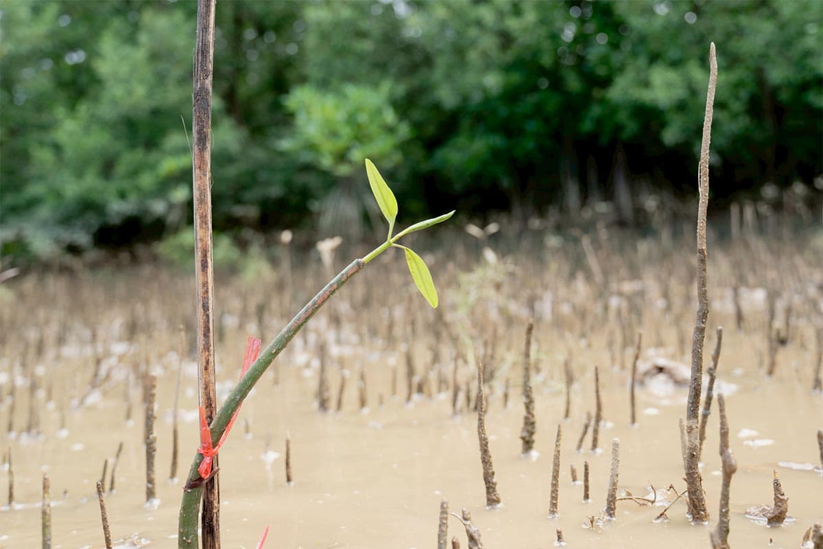 sustainability-central-tham-restore-mangroves-blue-carbon-SPACEBAR-Photo02.jpg