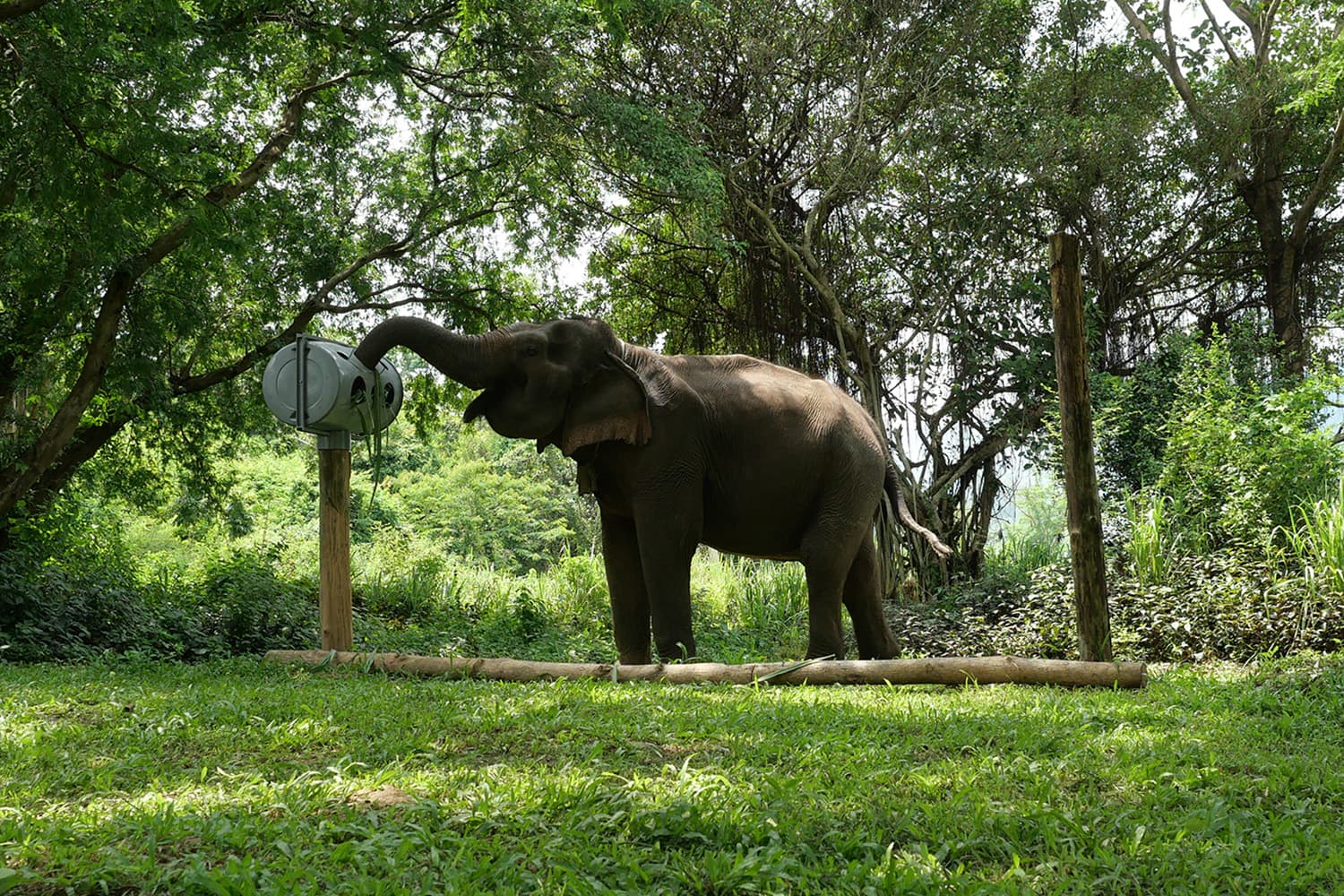 Elephant Forest Phitsanulok ปางช้างต้นแบบ อนาคตของการท่องเที่ยวเชิงอนุรักษ์ไทย