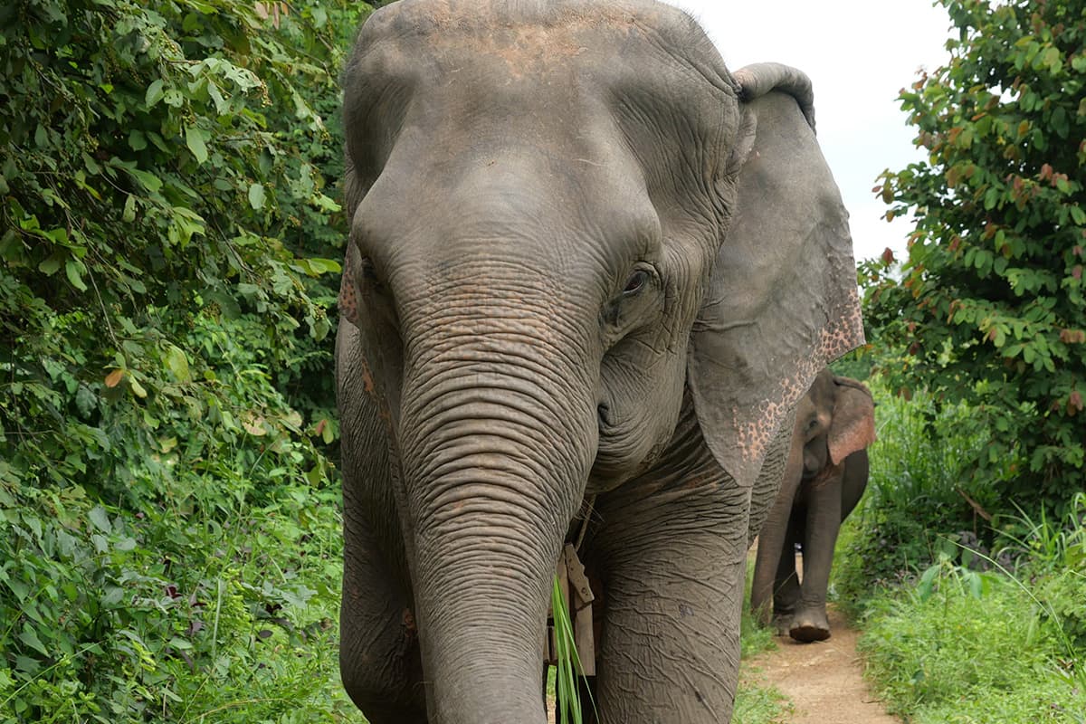 ช้างป่าใน Elephant Forest Phitsanulok / ภาพ วารุณี มณีคำ