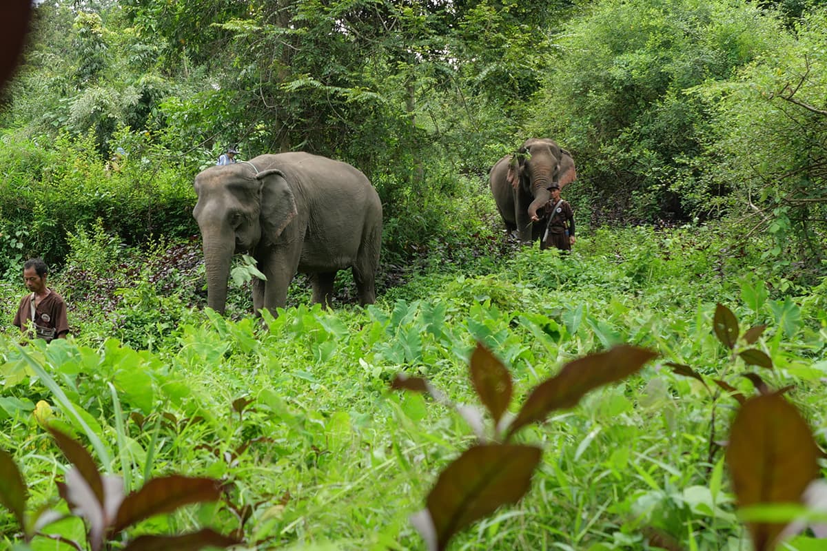 ช้างป่าใน Elephant Forest Phitsanulok / ภาพ วารุณี มณีคำ