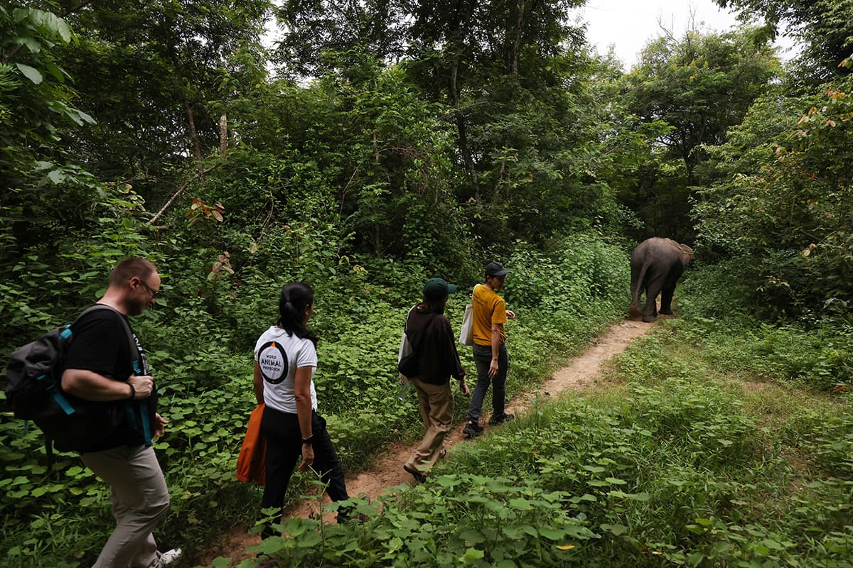 Elephant Forest Phitsanulok