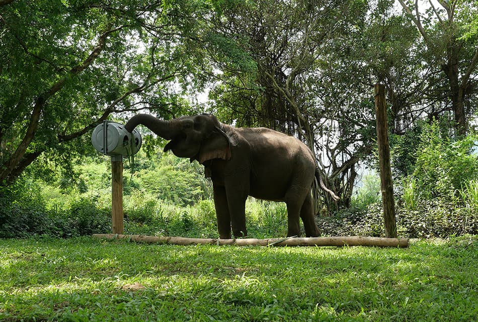 Elephant Forest Phitsanulok ปางช้างต้นแบบ อนาคตของการท่องเที่ยวเชิงอนุรักษ์ไทย
