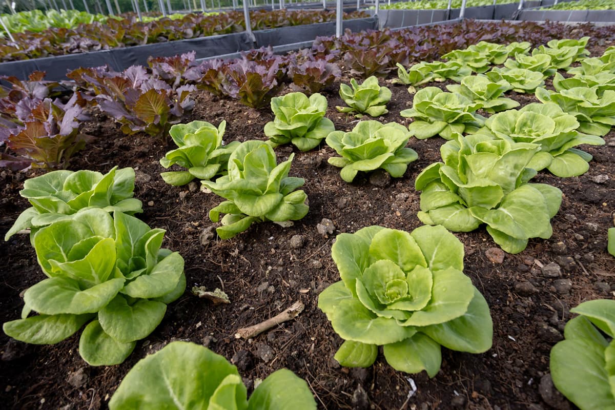 sustainability-from-rooftop-farm-to-table-centara-SPACEBAR-Photo03.jpg