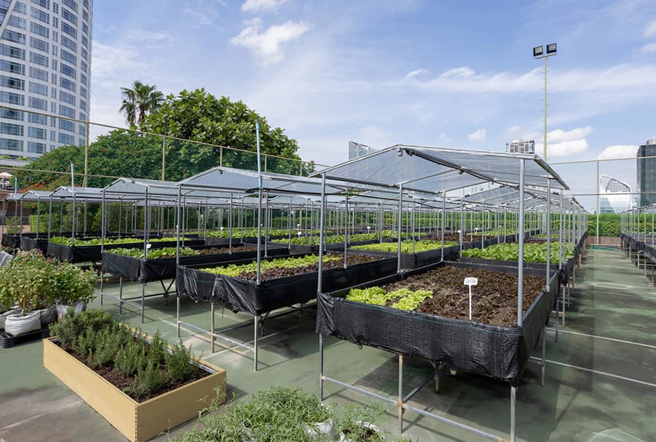 From Rooftop Farm to Table เปลี่ยนดาดฟ้าเป็นสวนผัก ทางเลือกยั่งยืนของโรงแรมหรูใจกลางกรุง