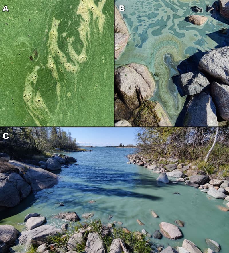Photos of cyanobacteria blooms in Great Slave Lake, Northwest Territories, Canada. Photo A: September 4, 2020, in SW Yellowknife Bay (Photo: M. Fournier, reproduced with permission). Photos B and C: August 25, 2024, in SE Yellowknife Bay (Photo: J. Cederwall).