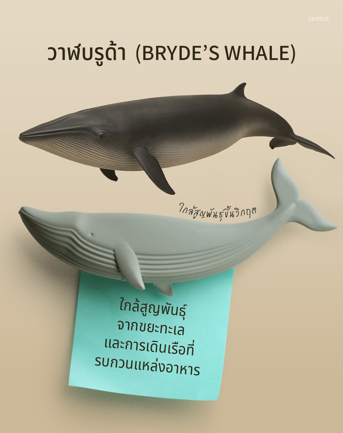 sustainability-qualy-designs-8-endangered-animals-SPACEBAR-Photo04.jpg