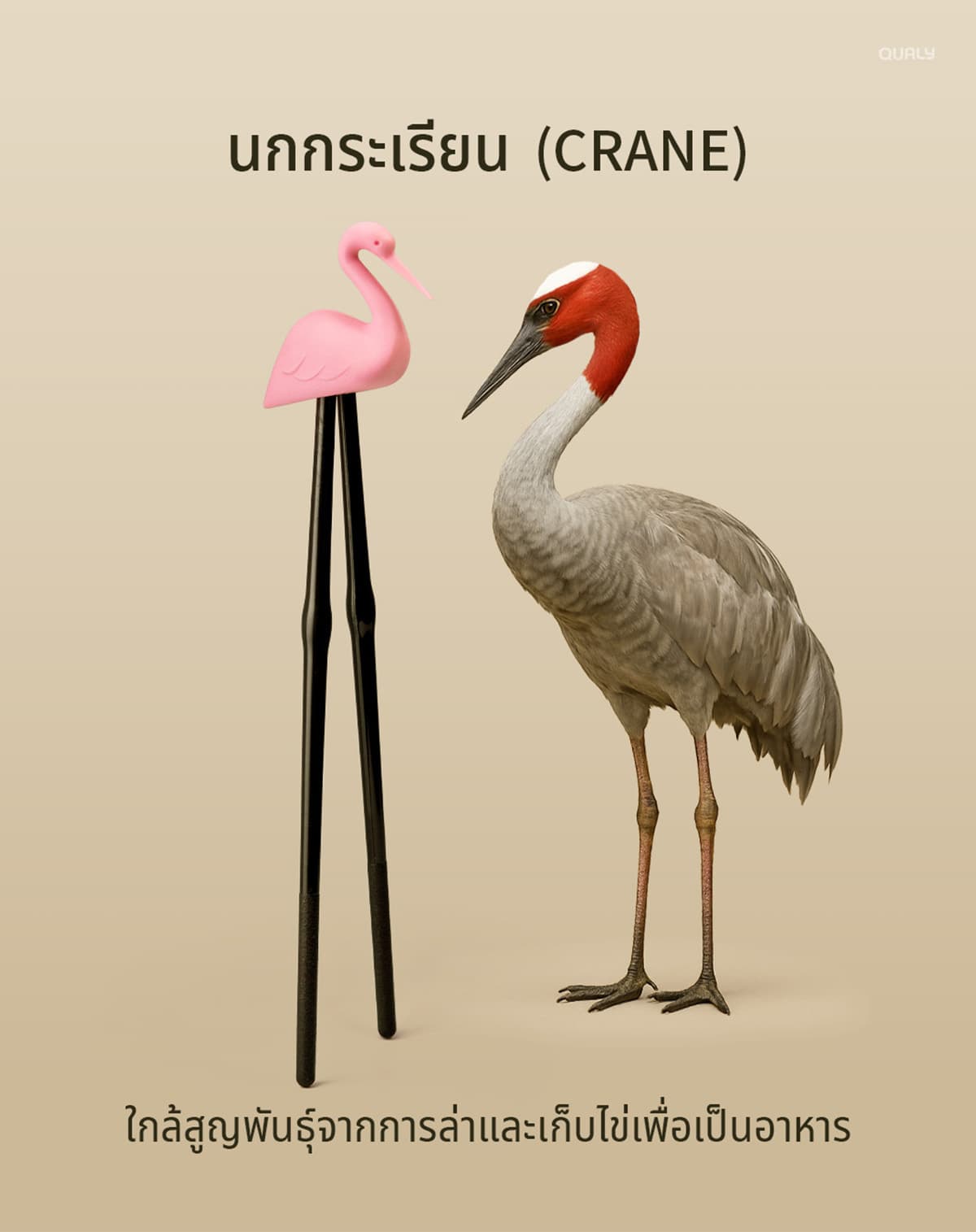 sustainability-qualy-designs-8-endangered-animals-SPACEBAR-Photo08.jpg