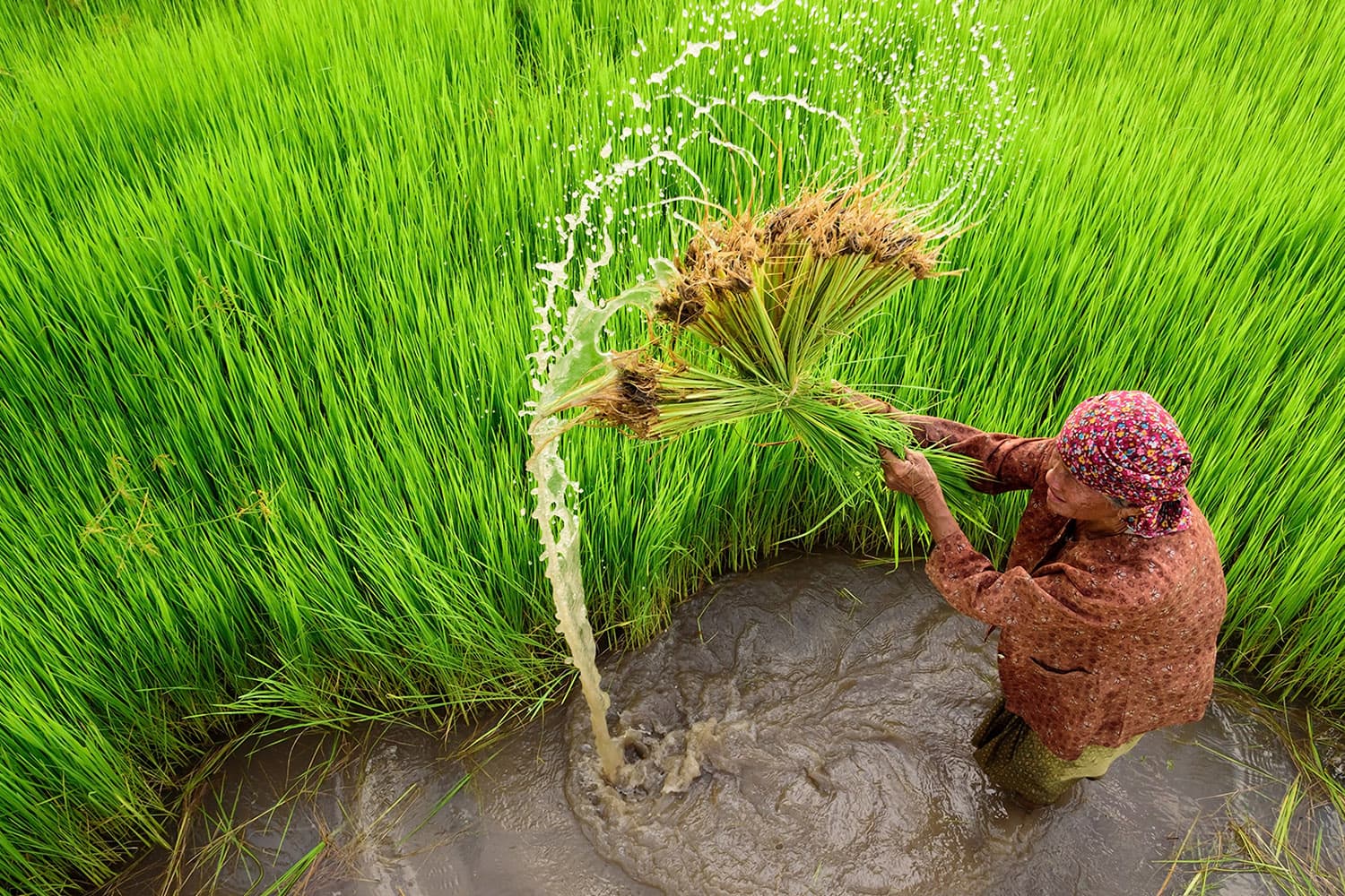 นานาชาติยกย่อง ‘เศรษฐกิจพอเพียง’ เป็นแนวทางปฏิบัติสู่ SDGs