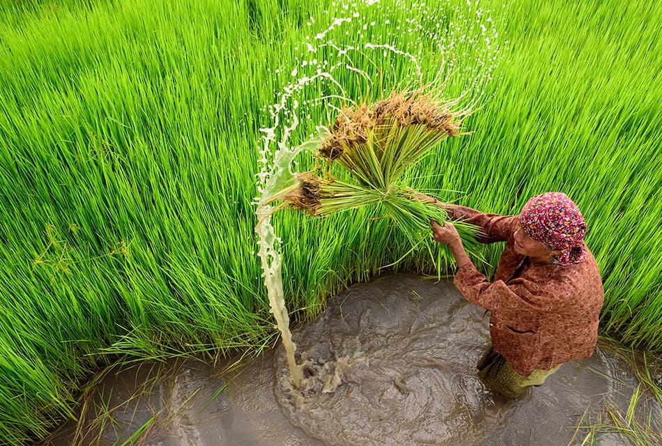 นานาชาติยกย่อง ‘เศรษฐกิจพอเพียง’ เป็นแนวทางปฏิบัติสู่ SDGs