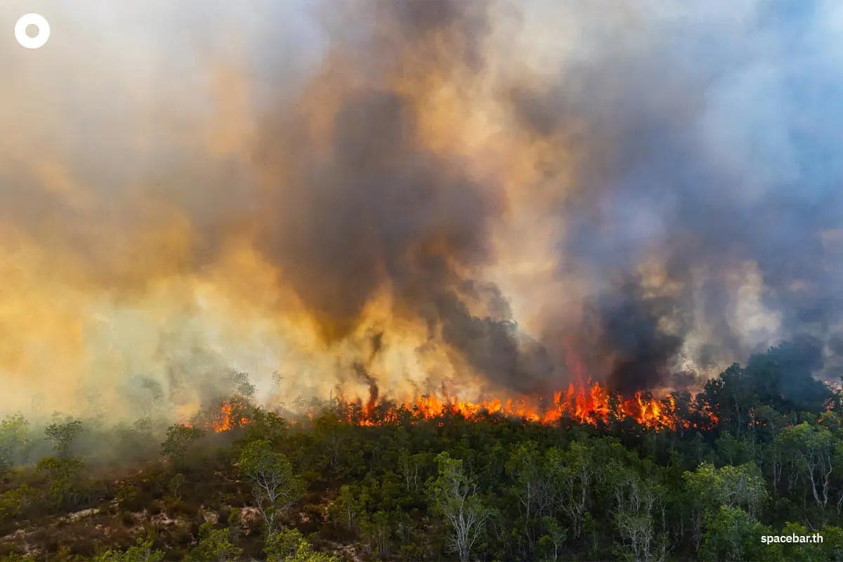 “ไฟป่า” ที่เกิดขึ้นถี่และรุนแรงขึ้น พ่วงมาด้วยปัญหามลพิษทางอากาศ PM2.5 ที่ก่อให้เกิดปัญหาสุขภาพอย่าง “มะเร็งปอด”