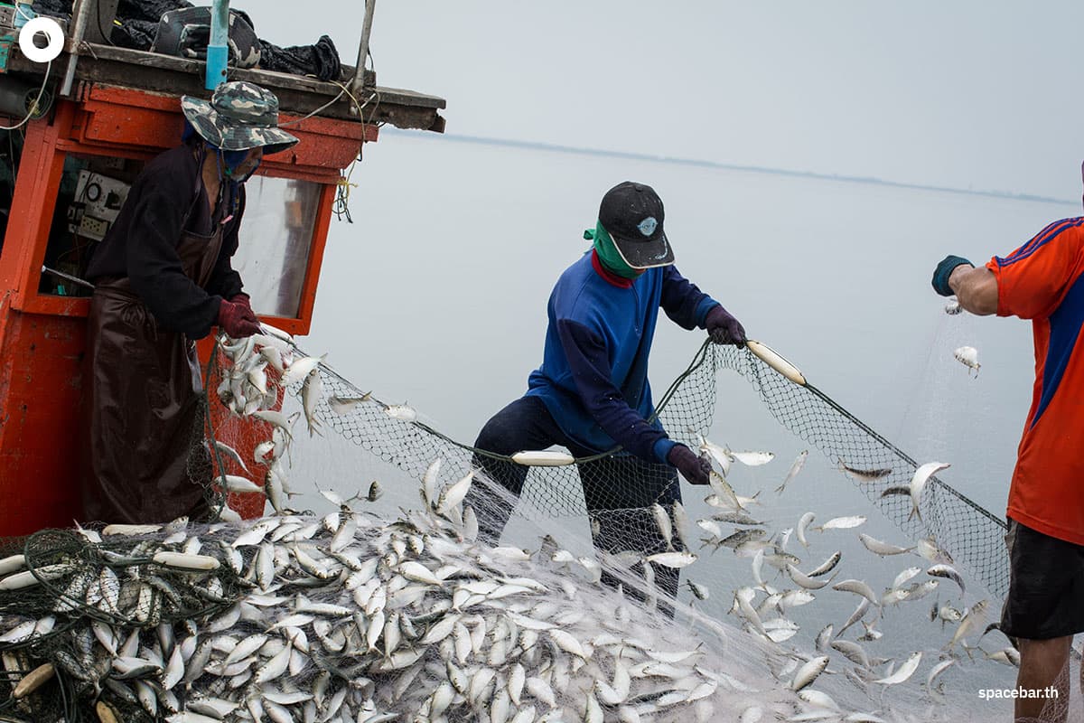 ประเทศไทยในฐานะผู้ส่งออกประมงรายใหญ่ ต้องรักษามาตรฐาน IUU Fishing ต่อเนื่อง หลังเคยถูก EU ให้ “ใบเหลือง” และใช้เวลาหลายปีเพื่อปฏิรูประบบประมง