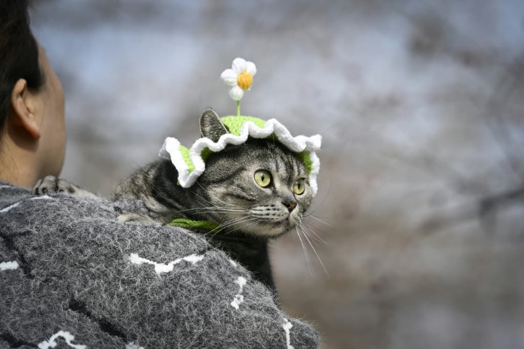 เทนเซนต์เปิดตัวช่องสตรีมมิ่งพิเศษสำหรับสัตว์เลี้ยงในจีน