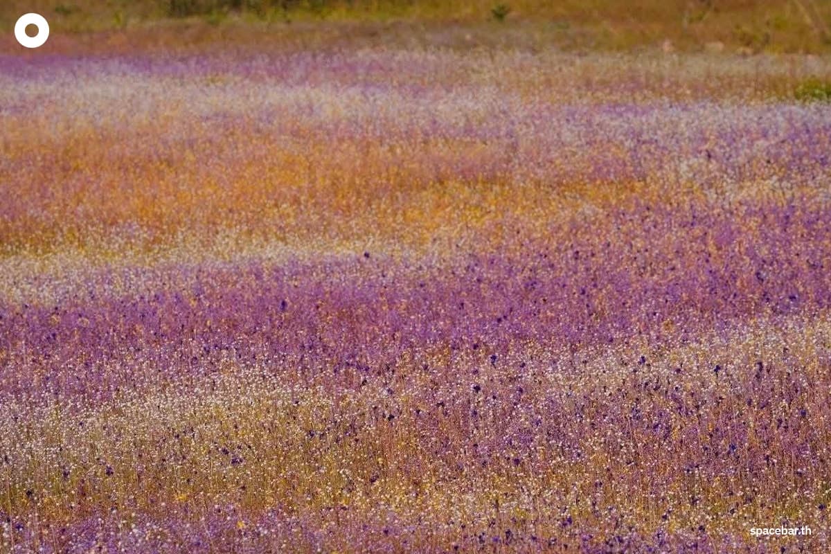 "ทุ่งดอกไม้งามนามพระราชทาน" บานสะพรั่ง ณ วนอุทยานน้ำตกผาหลวง จ.อุบลราชธานี