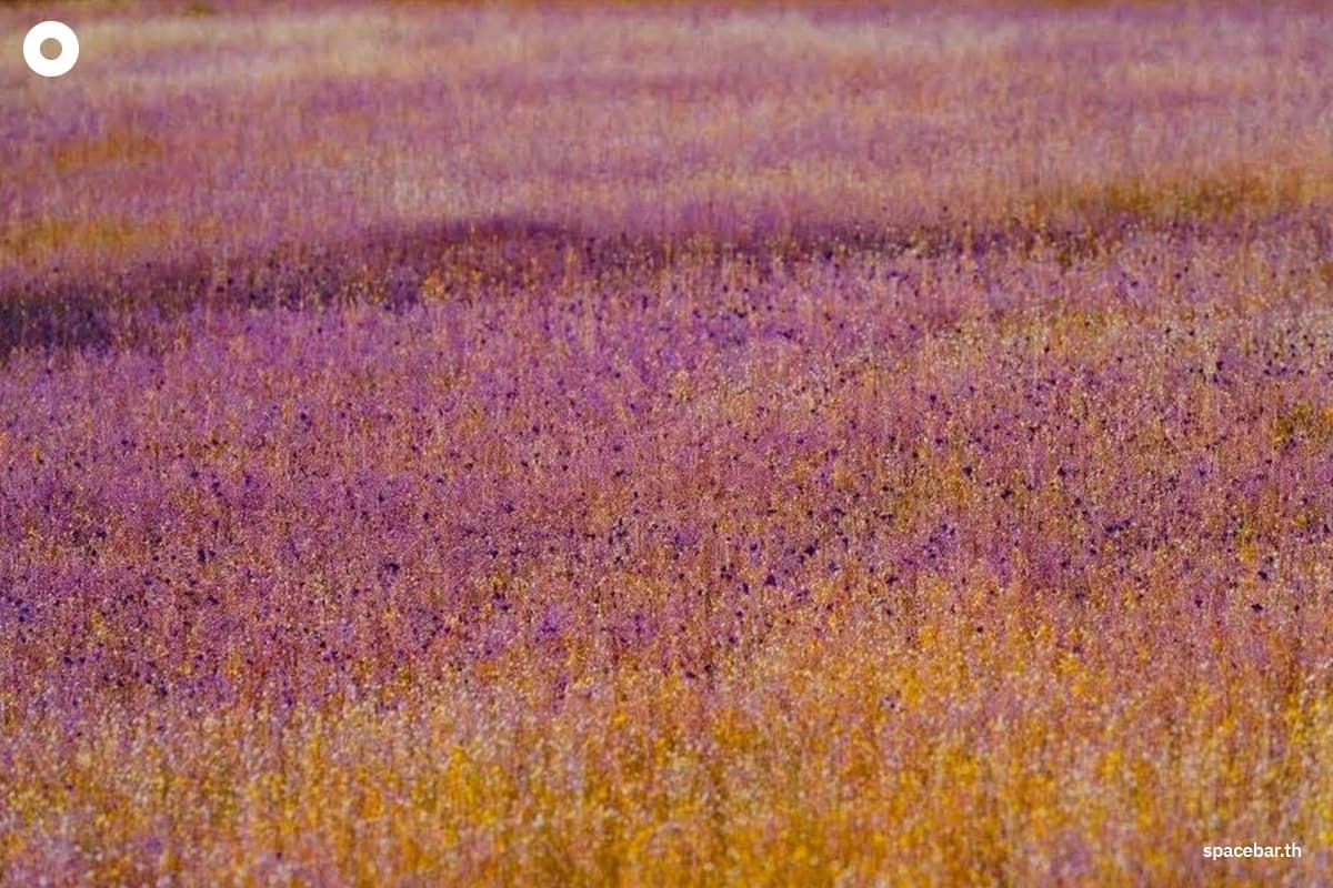 "ทุ่งดอกไม้งามนามพระราชทาน" บานสะพรั่ง ณ วนอุทยานน้ำตกผาหลวง จ.อุบลราชธานี