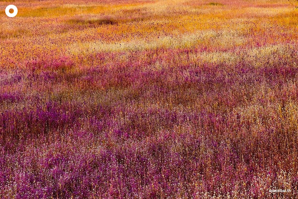 "ทุ่งดอกไม้งามนามพระราชทาน" บานสะพรั่ง ณ วนอุทยานน้ำตกผาหลวง จ.อุบลราชธานี