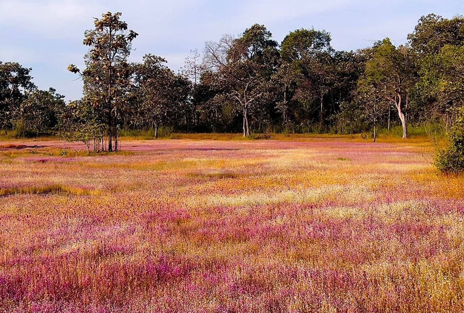 ‘ดอกไม้ของแม่’ ชื่นชมปรากฏการณ์ ‘ทุ่งดอกไม้งามนามพระราชทาน’ บานสะพรั่ง ณ วนอุทยานน้ำตกผาหลวง