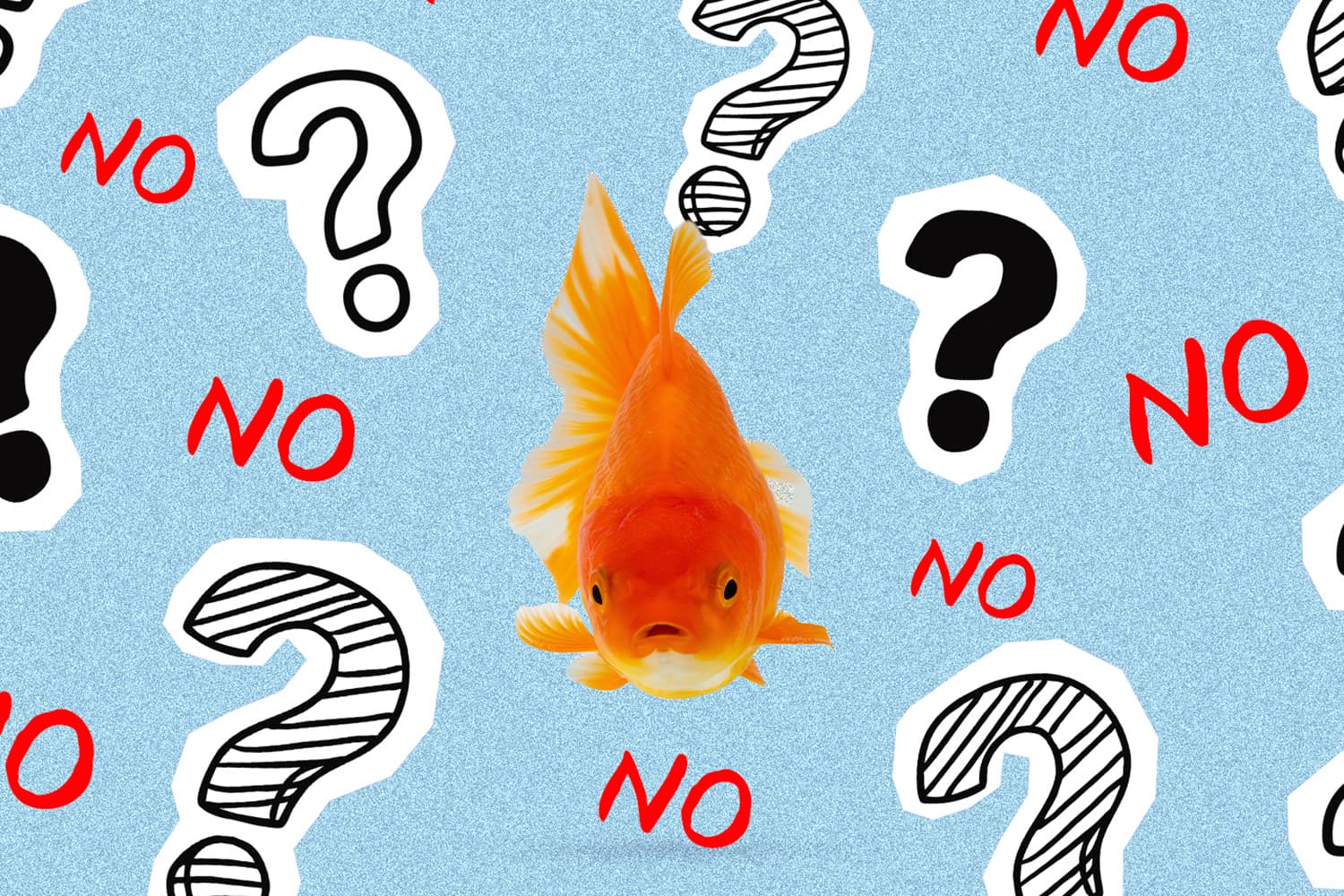 three_second_goldfish_memory_is_a_myth_SPACEBAR_Hero_b40bc00431.jpg