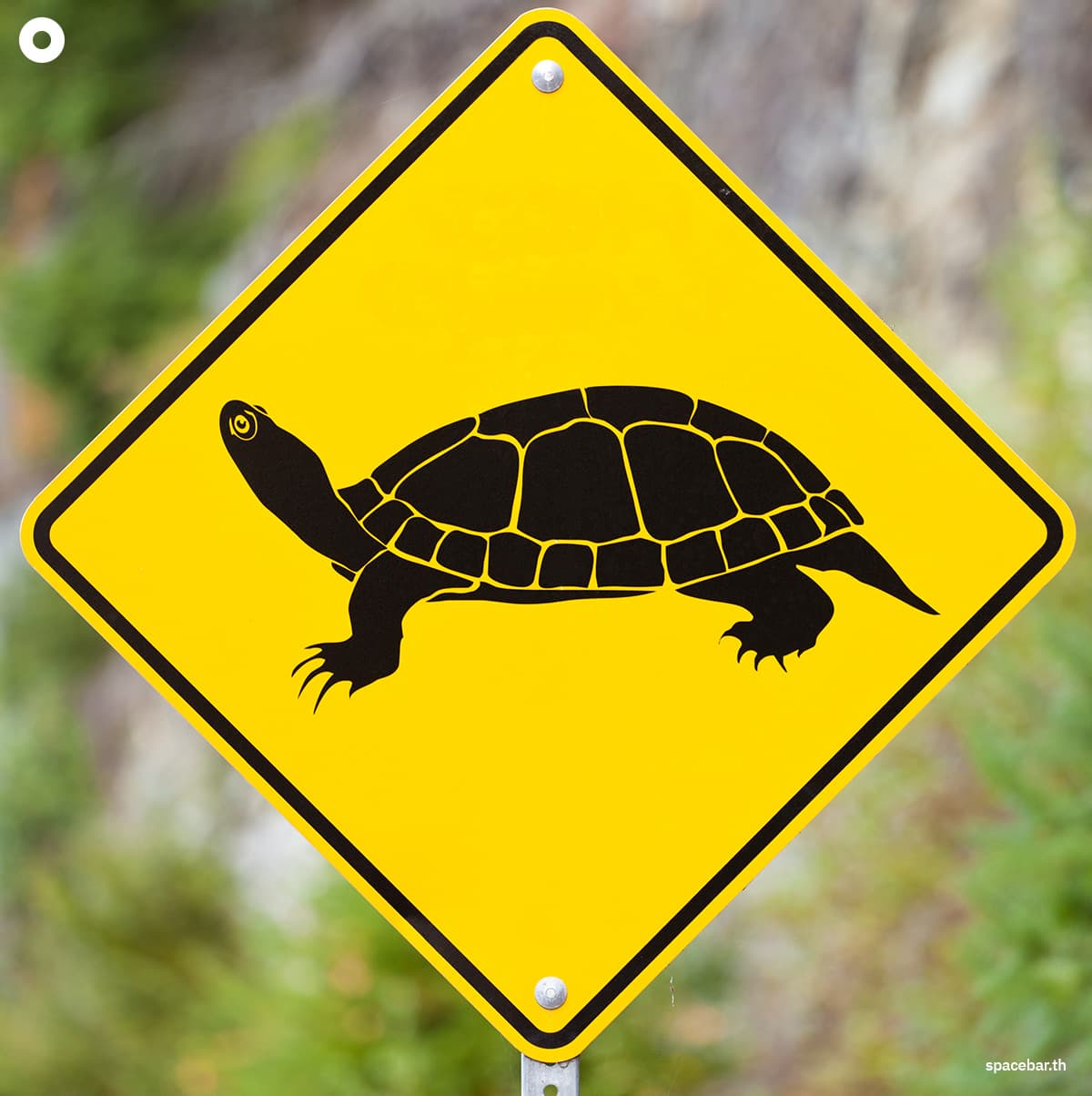 vmarc-Help-treat-injured-turtles-SPACEBAR-Photo01.jpg