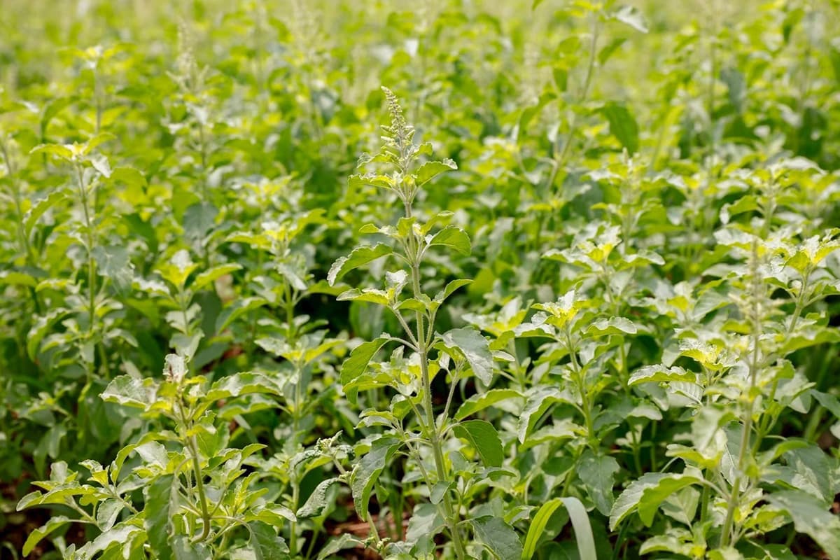 CPRAM-clarifies-basil-registered-protection-emphasizes-can-still-grown-SPACEBAR-Photo02.jpg