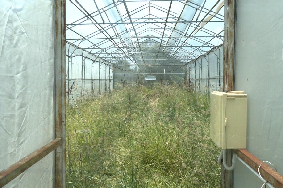 Cannabis-is-not-free-Khon Kaen- community-enterprise-leaves-greenhouses-abandoned-SPACEBAR-Photo01.jpg